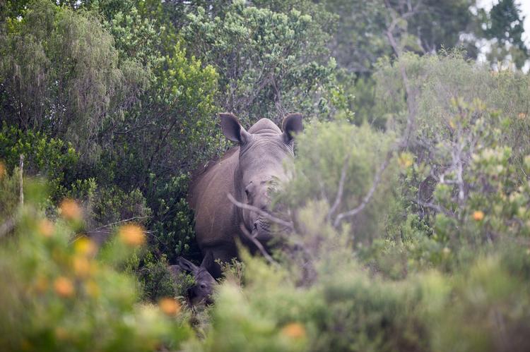 DRÆBT. I 2014 dræbte krybskytter rekordmange næsehorn i Sydafrika, nemlig 1.215 dyr. 