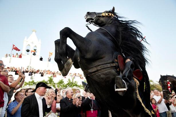 Drama, når hestene stejler. Foto: Tine Harden 