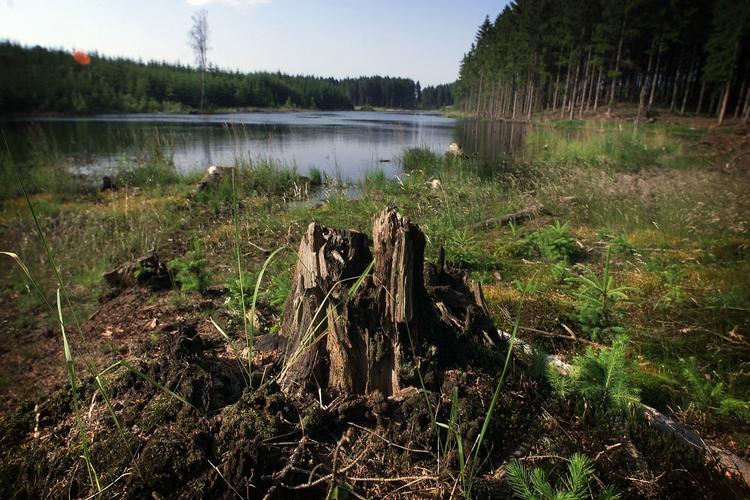 Kritik. Hvorfor i alverden tillader vi staten at forarme store dele af vores allesammens natur, spørger Rune Engelbreth Larsen. 