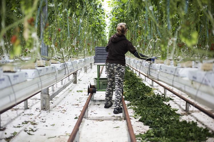 frifundet. Arbejdsretten har frifundet et jysk og fynsk gartneri for overenskomstbrud, selv om de ansatte, der arbejdede på gartneriet kun fik 60 kroner i timen. De omgik overenskomsten ved at benytte leverandører uden overenskomst. 