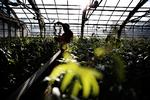 ligebehandling. Det fynske gartneri Topia by Roll, der blandt andet har Coop som potteplante-kunde, vil rykke til udlandet, fordi gartneriet ønsker de samme rammevilkår som i Tyskland og Holland. 
