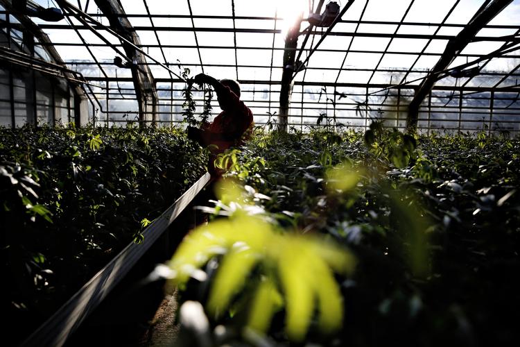 ligebehandling. Det fynske gartneri Topia by Roll, der blandt andet har Coop som potteplante-kunde, vil rykke til udlandet, fordi gartneriet ønsker de samme rammevilkår som i Tyskland og Holland. 