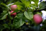Æbler. En læser vil gerne vide om det muligt at forebygge en sygdom som gør at 2/3 del af æbletræets æbler falder ned. 
