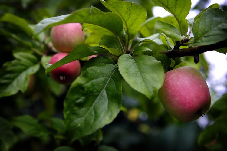 Æbler. En læser vil gerne vide om det muligt at forebygge en sygdom som gør at 2/3 del af æbletræets æbler falder ned. 