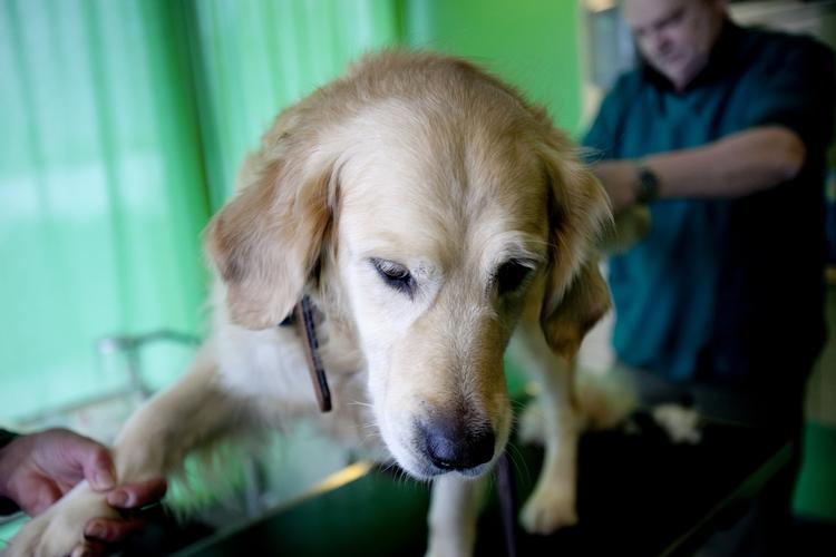 pristjek. Der er store udsving i priserne hos danske dyrlæger. 