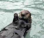 Spilopmager. Havodderen Agnes har fundet sig godt til rette på Den Blå Planet, hvor hun laver narrestreger med sin kammerat Mojoe. 