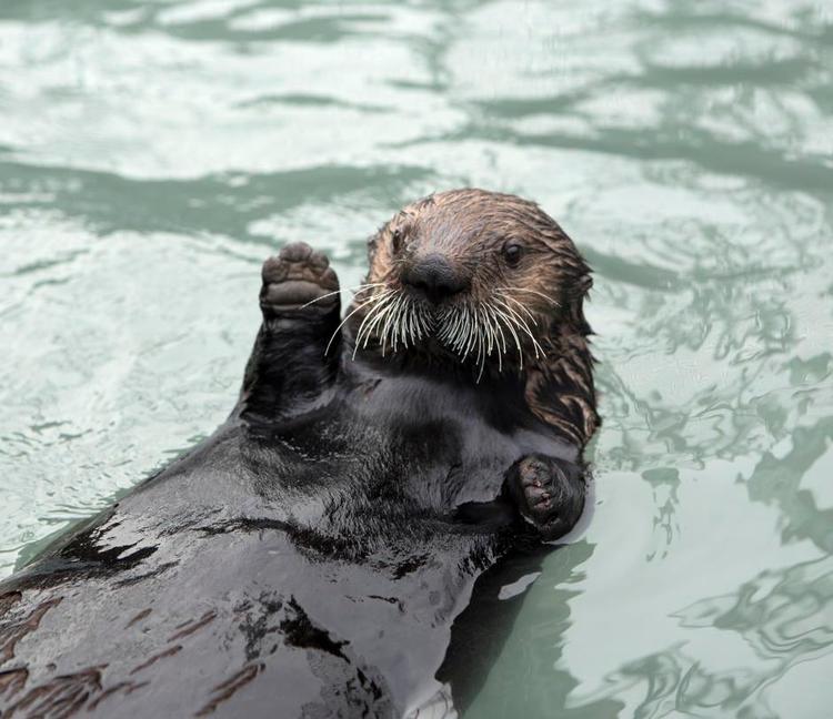 Spilopmager. Havodderen Agnes har fundet sig godt til rette på Den Blå Planet, hvor hun laver narrestreger med sin kammerat Mojoe. 