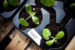 Urbane landmænd indtager taget på Blågårds Skole med frø, planter, grøntsager og blomster under initiativet 'Dyrk Nørrebro'. De fælles køkkenhaver kaldes også guerilla gardening og urban farming. Små planter der bliver til squash. 