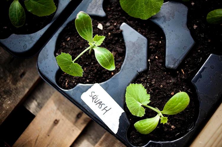 Urbane landmænd indtager taget på Blågårds Skole med frø, planter, grøntsager og blomster under initiativet 'Dyrk Nørrebro'. De fælles køkkenhaver kaldes også guerilla gardening og urban farming. Små planter der bliver til squash. 