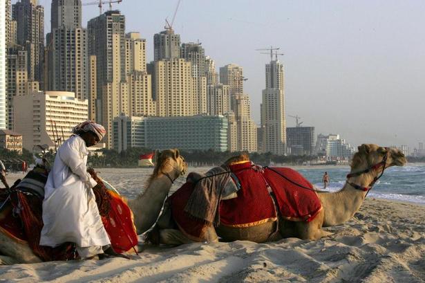 dubai. Det er umuligt at tolke kamelens grad af glæde, men Dubai gør meget for at højne humøret hos sine indfødte indbyggere, bl.a. billige boliger. Om gæstearbejdere, der har bygget mange af de imponerende højhuse, også er glade, har National Geographic ikke noget bud på. Foto: Kamran Jebreili/AP 