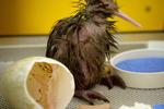 New Zealand. En ny indbygger i Auckland En kiwi, som kan glæde sig over, at dens navn generelt bruges til at betegne landets indbyggere. Foto: Greg Bowker/AP 