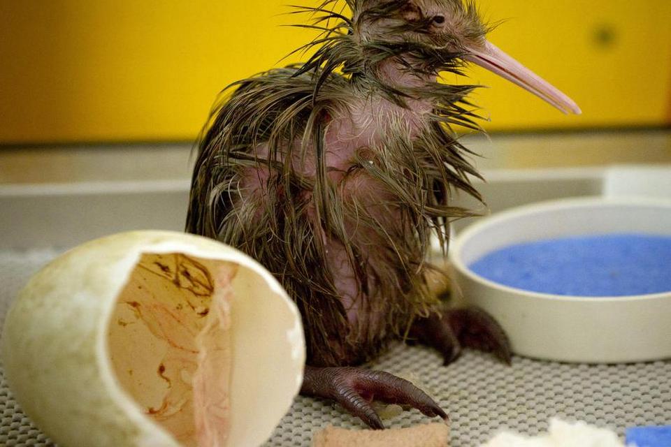 New Zealand. En ny indbygger i Auckland En kiwi, som kan glæde sig over, at dens navn generelt bruges til at betegne landets indbyggere. Foto: Greg Bowker/AP 