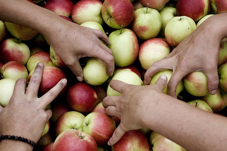 GRØNT. Den lavere pris på økologisk frugt og grønt har øget efterspørgslen. 