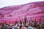 La Vie en Rose, 2010 