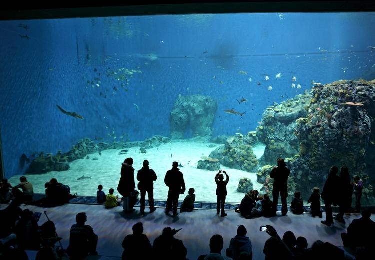 Vinterferie. Tag f.eks. en tur under havet på Den Blå Planet. 