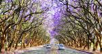 Tunnel. Jacaranda-træer i blomst ses på en af gaderne i Zimbabwe-hovedstaden Harare. 