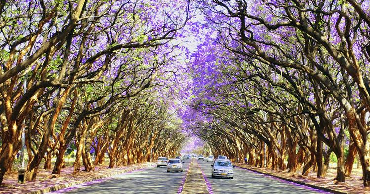 Tunnel. Jacaranda-træer i blomst ses på en af gaderne i Zimbabwe-hovedstaden Harare. 