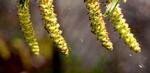 Allergi. Nu er der målt pollen i luften i Danmark 