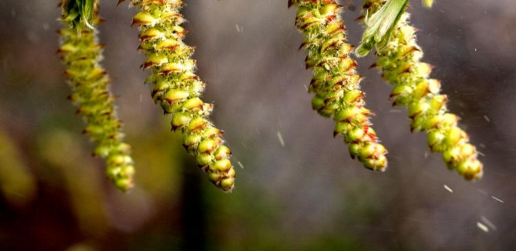 Allergi. Nu er der målt pollen i luften i Danmark 