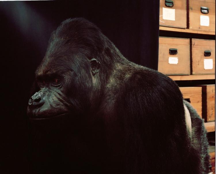 Bjergorilla skudt af Bøje Benzon på Universitetets Centralafrikanske ekspedition i 1944. 