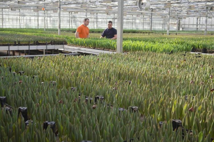 Stordrift. Tulipanerne får kunstigt forår i drivhusene. Det varer to-tre uger, fra de kommer ud fra kølerummene, og til de viser farve og plukkes. 350.000 om dagen! 