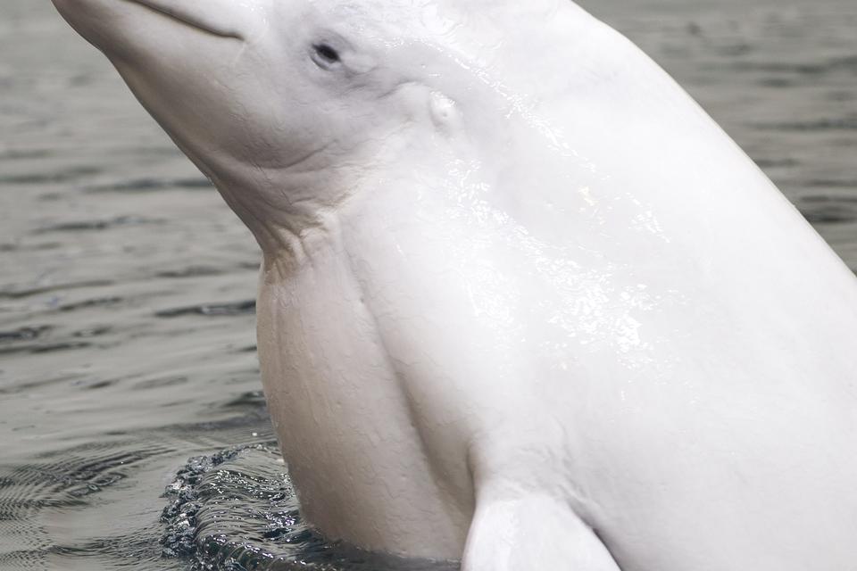 forbillede. Her er den 'rigtige' Beluga hval, som mange mener, at Airbus' fragtfly ligner. 