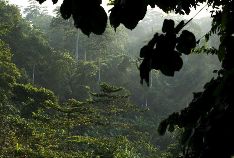 Amazonas. Regnskoven i Braslien er begyndt at vokse efter mange års skovrydning. 