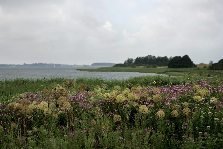 Naturbeskyttelse. Reglerne for bebyggelse ved kysterne skal lempes, mener Venstre. Her er det landskabet ved Bogø. 