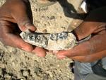Fossil Jaw