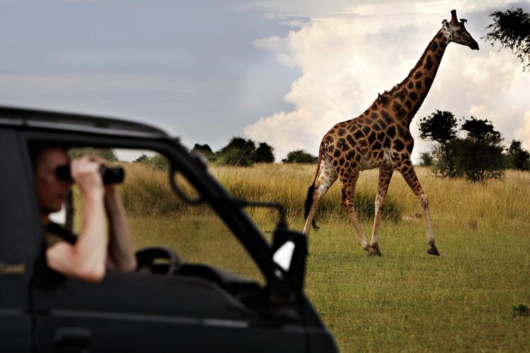 Tæt. Turisme der stresser vilde dyr er stadig et stort - og stigende - problem, vurderer flere ngo'ere. 