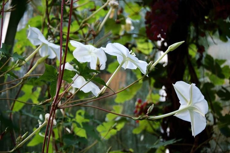 Aftenblomst. Sidste sommer blomstrede måneblomsten usædvanlig rigt og længe. Der var 5-10 blomster, der sprang ud hver aften. 