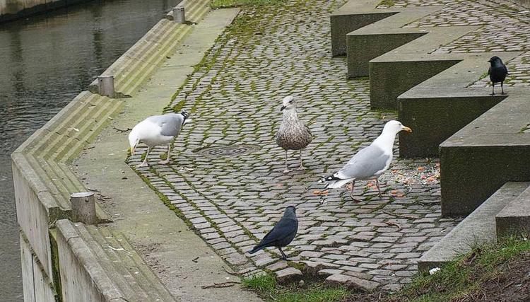 Gådefuld fugl. Læseren undrer sig over den underlige måge her midt i Aarhus. Privatfoto 