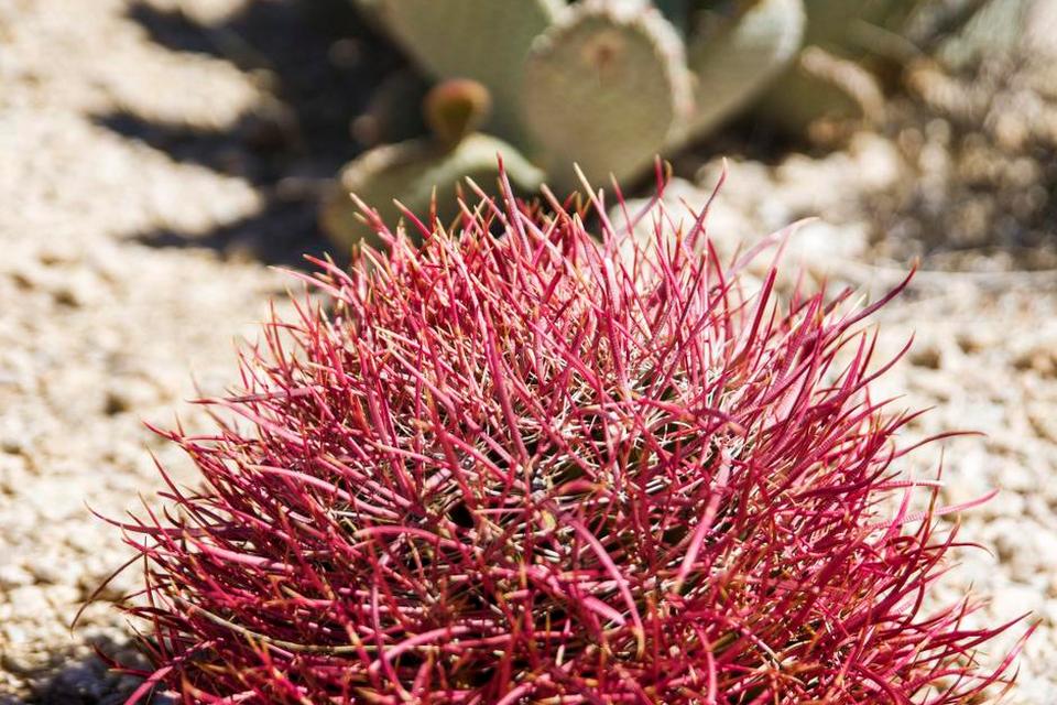 FRODIG. Ørkenen virker måske bar ved første øjekast, men kigger man efter, finder man masser af farverige blomster og planter i Joshua Tree, især kaktusser, der blomstrer om foråret, så snart der falder den mindste regn. 