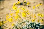Joshua tree 29.jpg