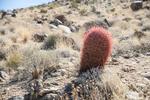 Joshua tree 30.jpg