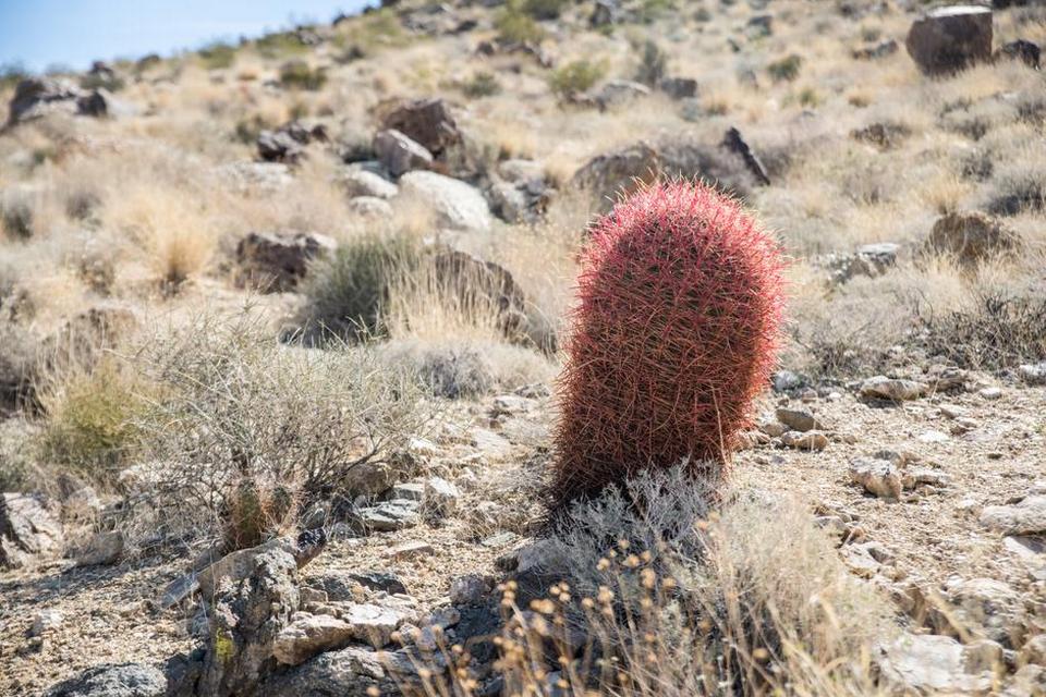Joshua tree 30.jpg