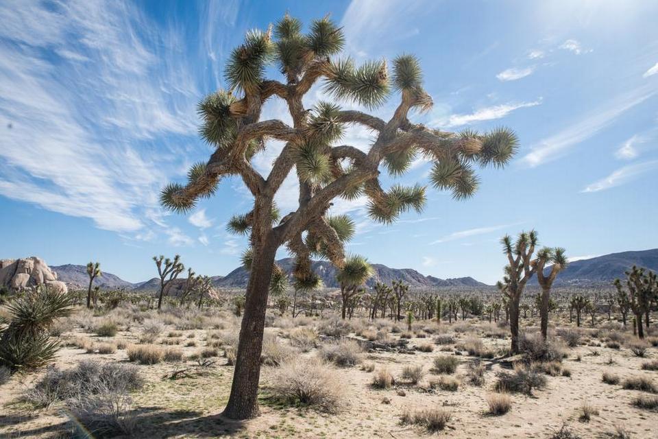 Joshuatræerne, som parken er opkaldt efter, vokser kun i et bestemt område i Californien, Nevada, Utah og Arizonas ørken. De kaldes også yuccapalmer og blev navngivet af mormoner, der krydsede Mojaveørkenen i 1850’erne og mente, at træets krogede grene mindede om den bibelske fortælling om Joshua, der strækker sine hænder mod himlen.Vil man se de imponerende træer, skal man tage til den nordlige del af Joshua Tree National Park, da de kun vokser i 400 til 1.800 meters højde. 