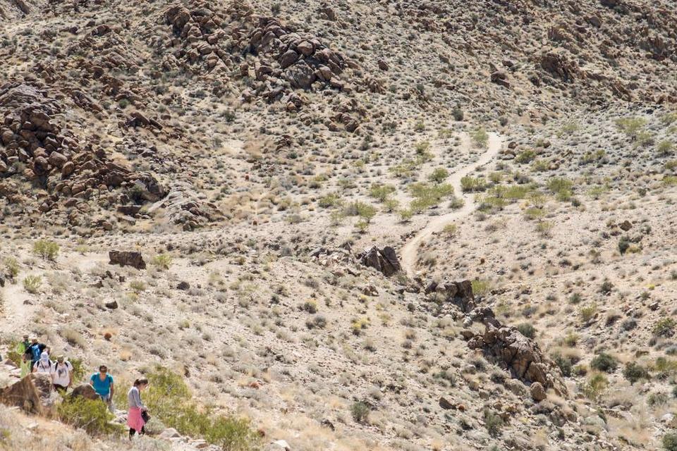 En af Joshua Trees bedste vandreture byder slet ikke på joshuatræer, men går derimod til oasen 49 Palms Oasis. Ruten er knap 5 km retur og begynder i den nordlige udkant af parken og går gennem et kuperet ørkenlandskab, og hvis man er heldig, kan man se bighornfår undervejs. 