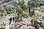 Joshua tree 15.jpg