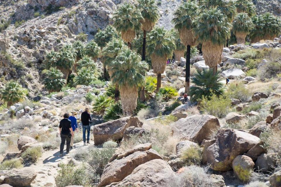 Joshua tree 15.jpg