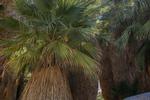 Er det et fatamorgana? Nej, det er rent faktisk en oase omkranset af palmer, der rejser sig op af den tørre jord. 49 Palms Oasis har faktisk ikke helt lige så mange palmer, men det er stadig et fascinerende sted at køle af ved de små vandhuller under palmernes skygge. 