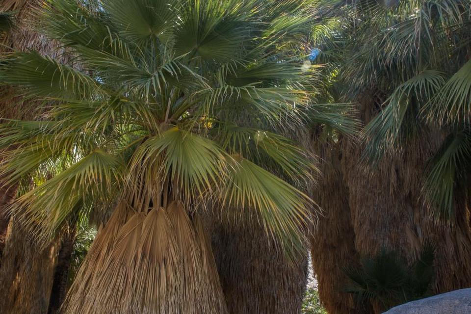 Er det et fatamorgana? Nej, det er rent faktisk en oase omkranset af palmer, der rejser sig op af den tørre jord. 49 Palms Oasis har faktisk ikke helt lige så mange palmer, men det er stadig et fascinerende sted at køle af ved de små vandhuller under palmernes skygge. 