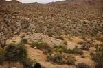 Joshua tree 19.jpg