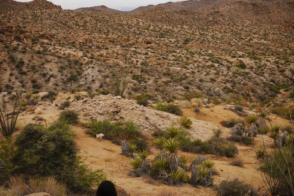 Joshua tree 19.jpg