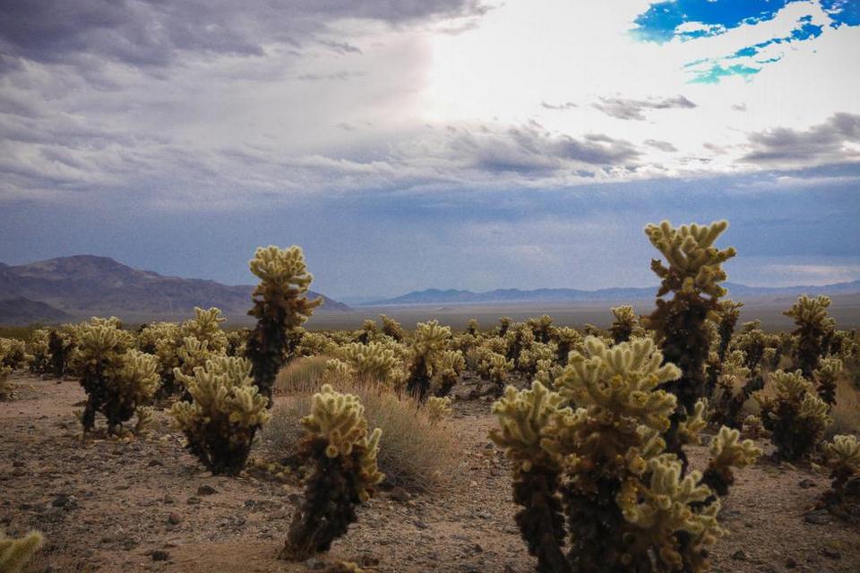 Er vi landet på en anden planet? Når man står midt i Cholla Cactus Valley omringet af de sære chollakaktusser, er det nemt at få følelsen af at befinde sig i en kulisse til en science fiction-film. 