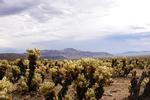 Joshua tree 22.jpg