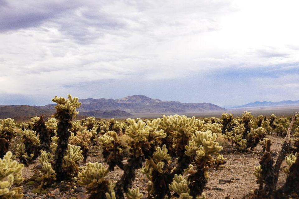 Joshua tree 22.jpg