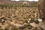 Et godt råd til Joshua Tree er at stige ud af bilen et tilfældigt sted og vandre lidt rundt på må og få mellem joshuatræerne og tage sig tid til at få en fornemmelse for det særlige naturområde. 