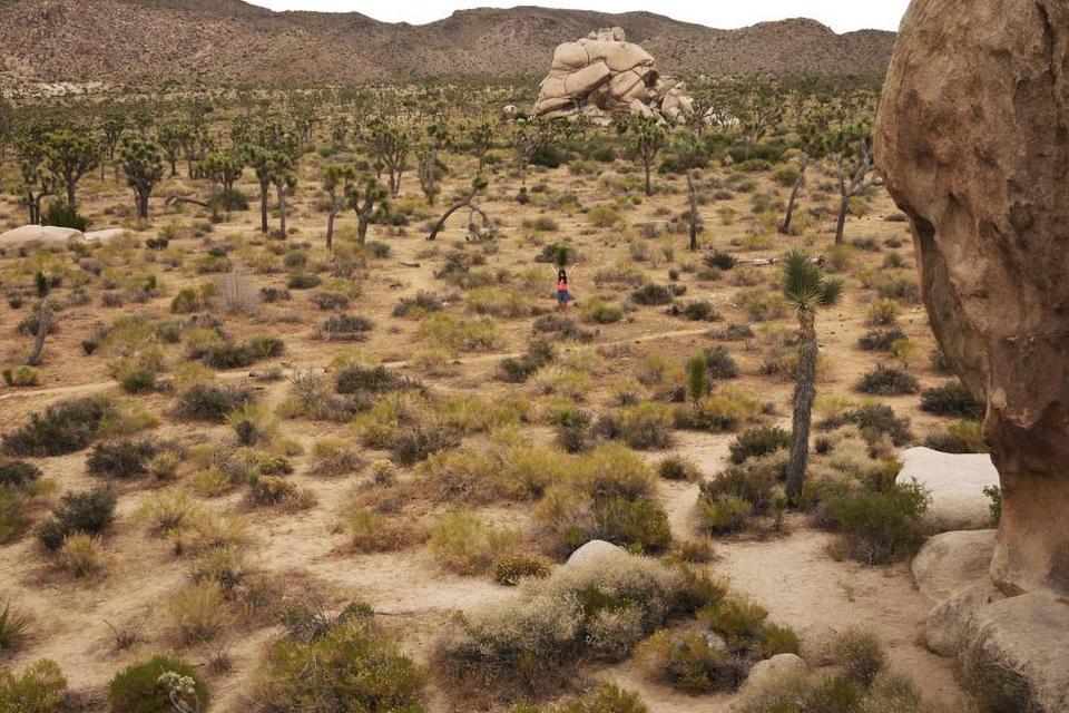 Et godt råd til Joshua Tree er at stige ud af bilen et tilfældigt sted og vandre lidt rundt på må og få mellem joshuatræerne og tage sig tid til at få en fornemmelse for det særlige naturområde. 