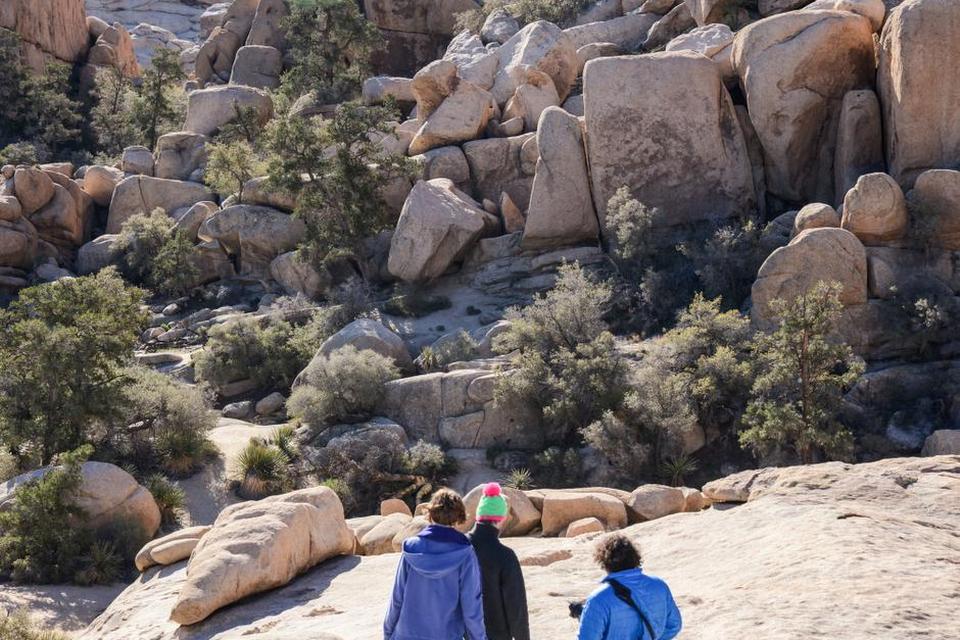 Joshua tree 27.jpg